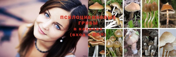 ПСИЛОЦИБИНОВЫЕ ГРИБЫ Абдулино